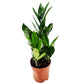 ZZ Plant