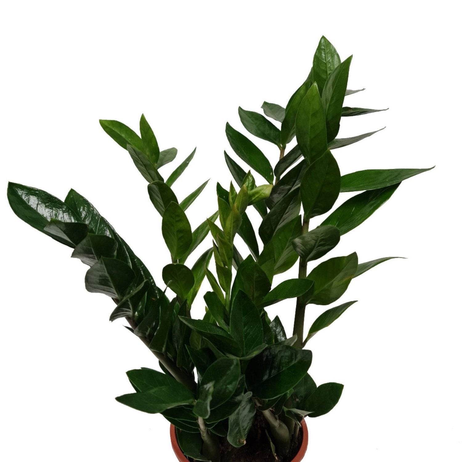 what health benefits of a zz plant ZZ Plant