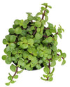 Elephant Bush