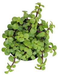 Elephant Bush