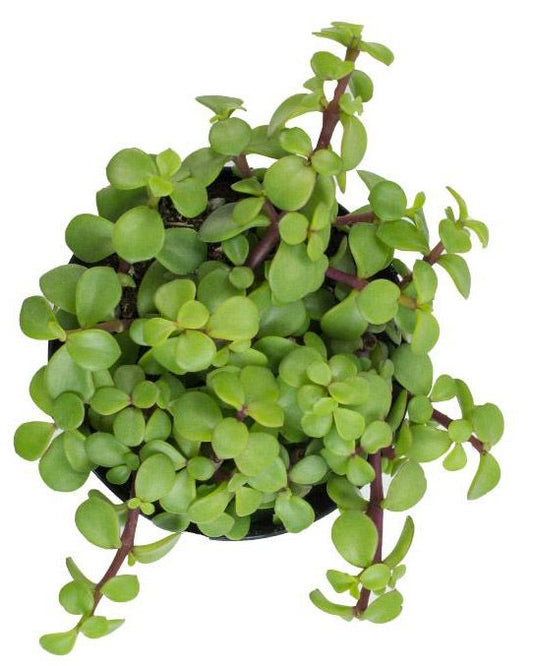Elephant Bush | 