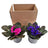 Flowering Plants