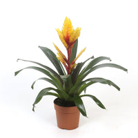 Vriesea Flaming Sword | Evita Yellow