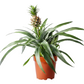 Pineapple Plant | Amigo