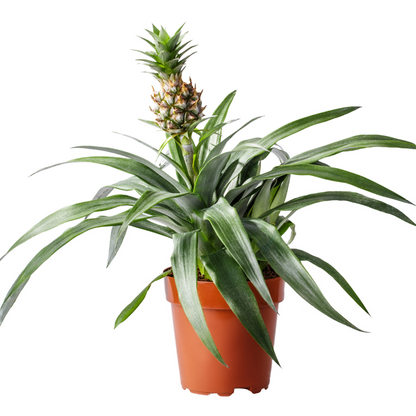 Pineapple Plant | Amigo