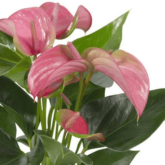 Flamingo Flower | Joli Pink | Exotic & Tropical Plants