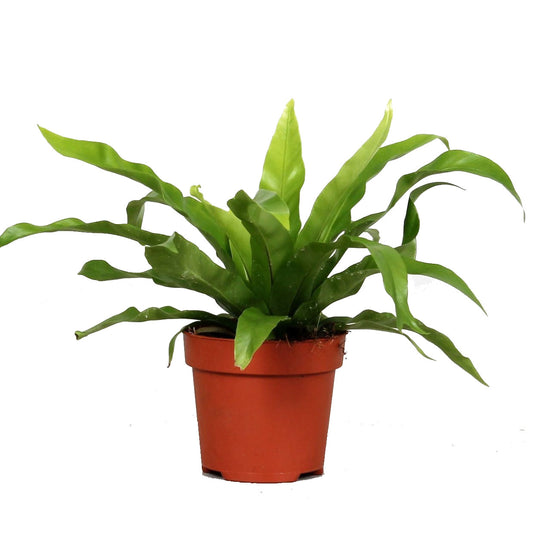 Birds Nest Fern | Antiquum | Potted Houseplants