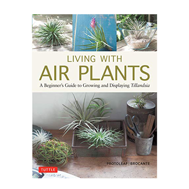 Living With Air Plants  - A Beginner's Guide to Growing and Displaying Tillandsia