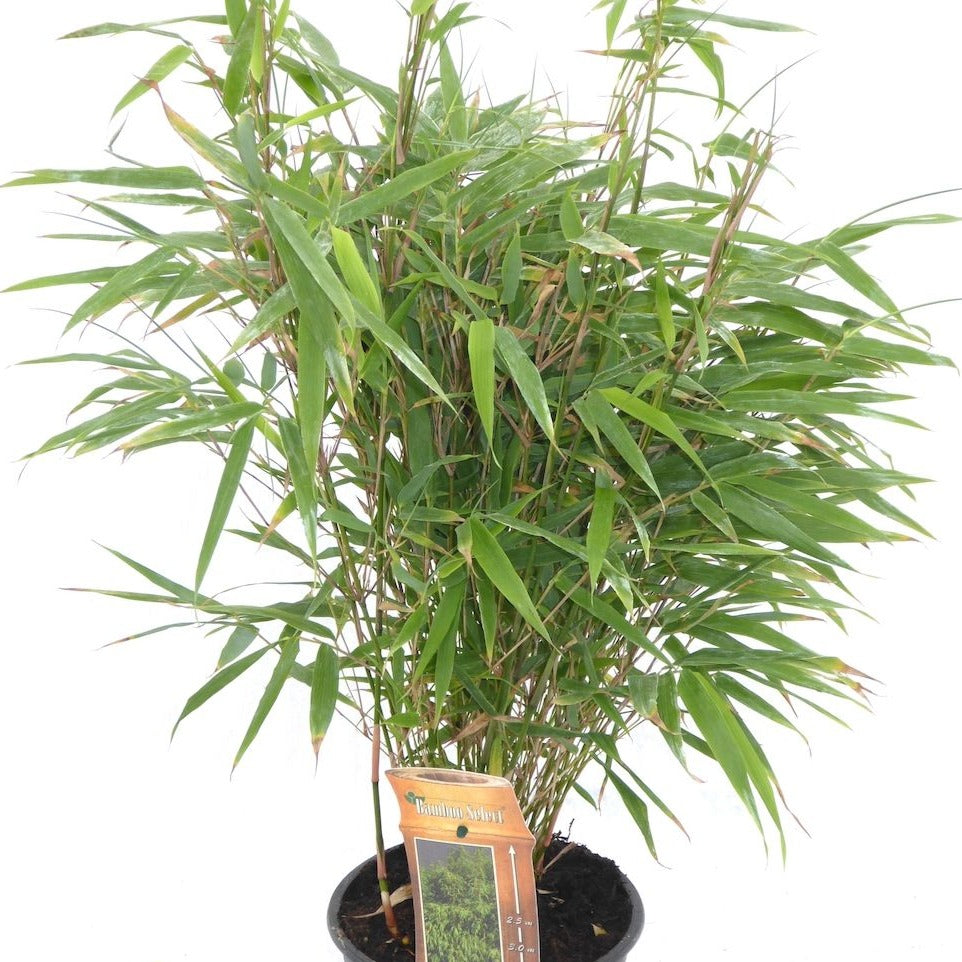 Bamboo