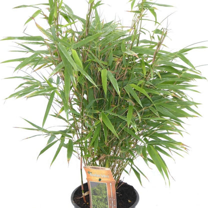 Bamboo