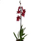 Burrageara Orchid | Nelly Isler Morelips