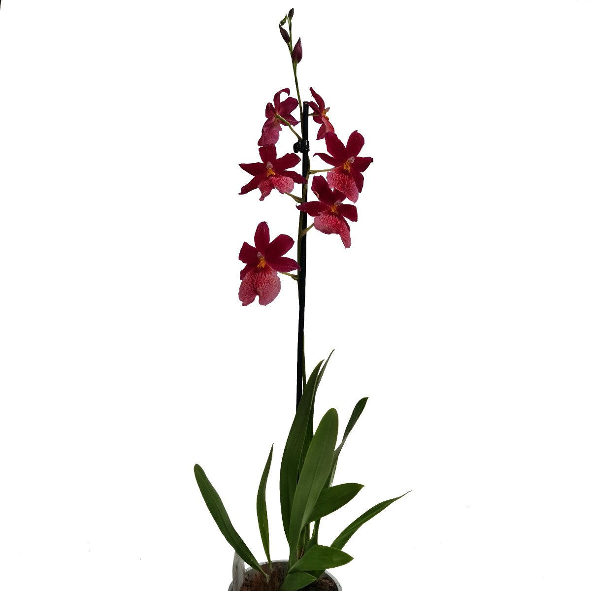 Burrageara Orchid | Nelly Isler Morelips