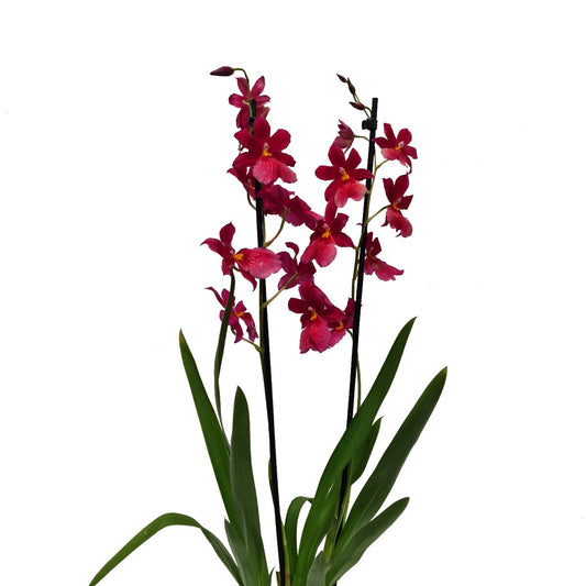Burrageara Orchid | Nelly Isler Morelips | Potted Houseplants