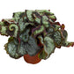 Begonia | Escargot