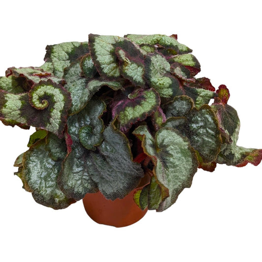 Begonia | Escargot | Potted Houseplants
