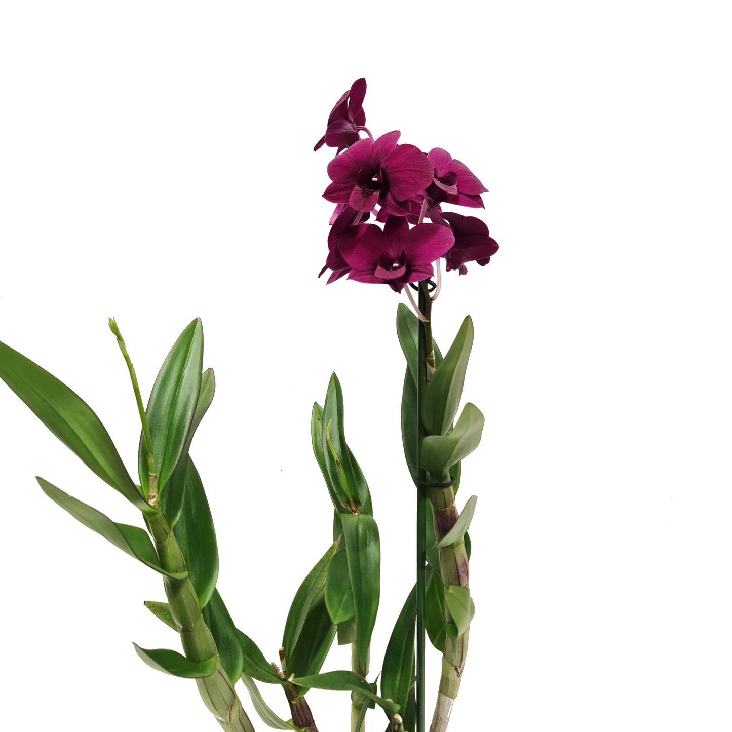 Singapore Orchid | Various Colours