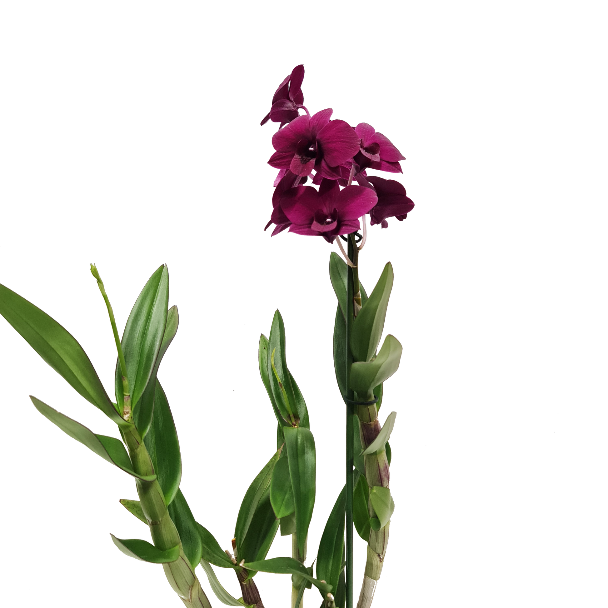 Singapore Orchid | Various Colours