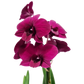 Singapore Orchid | Various Colours