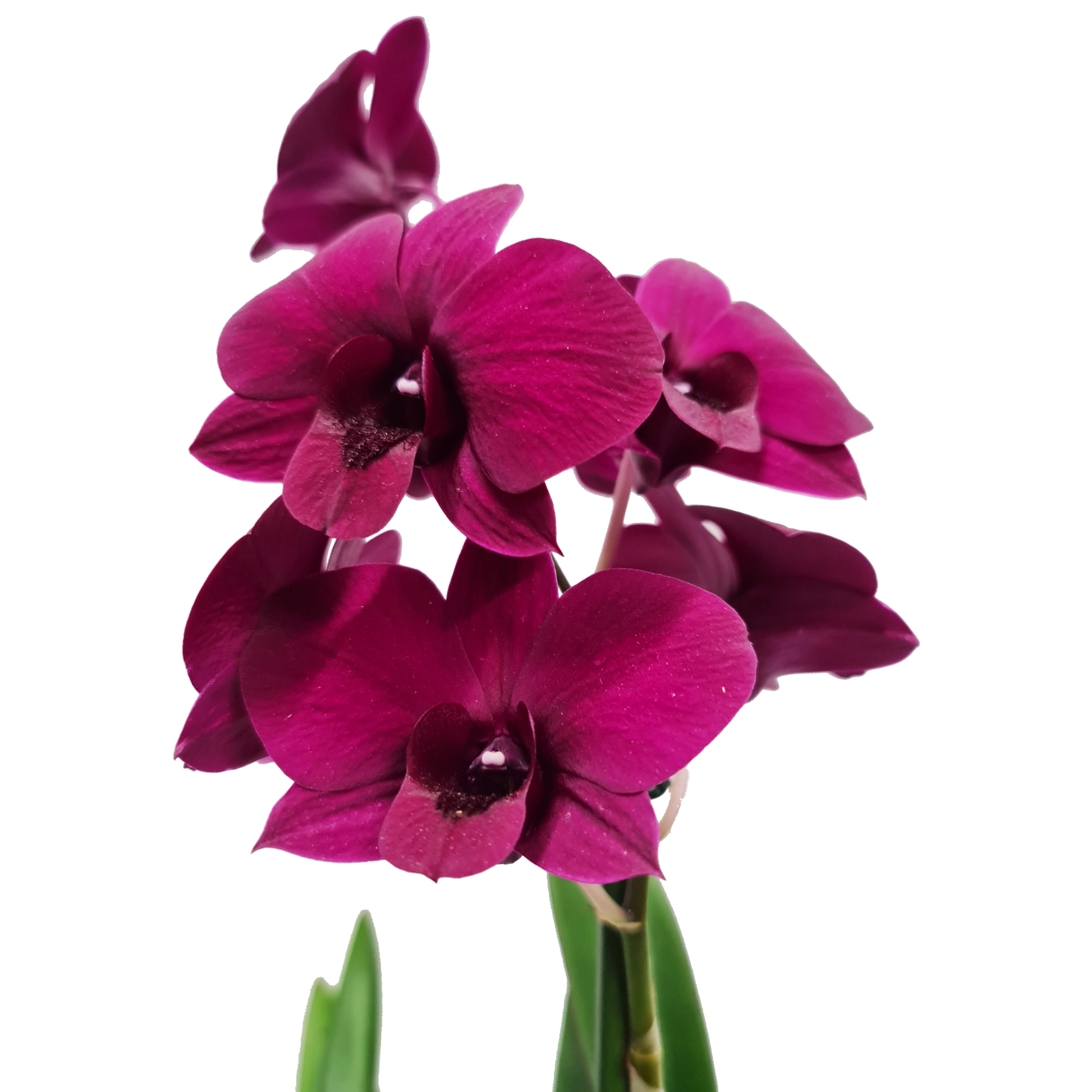 Singapore Orchid | Various Colours