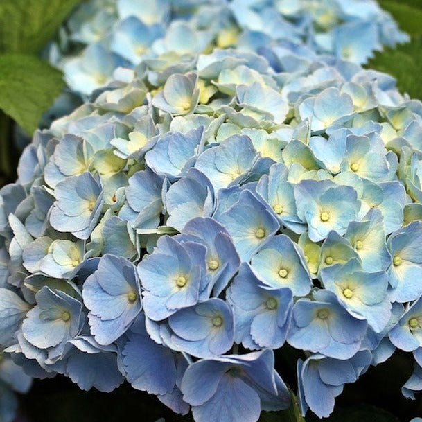 Hydrangea | Bodensee Blue