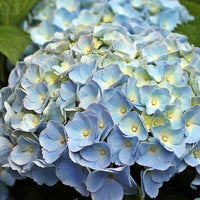 Hydrangea | Bodensee Blue