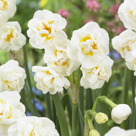 Narcissi | Bridal Crown | Easy Care Houseplants