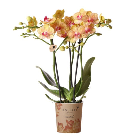 Phalaenopsis Orchid | Orange Stripe