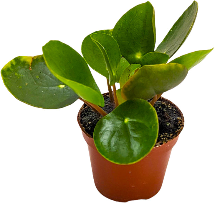 Plant on sale money plant