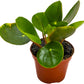 Chinese Money Plant