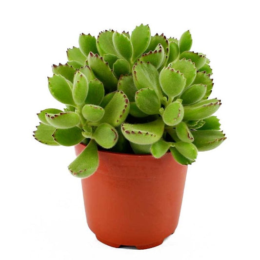 Bear Paws | Potted Houseplants