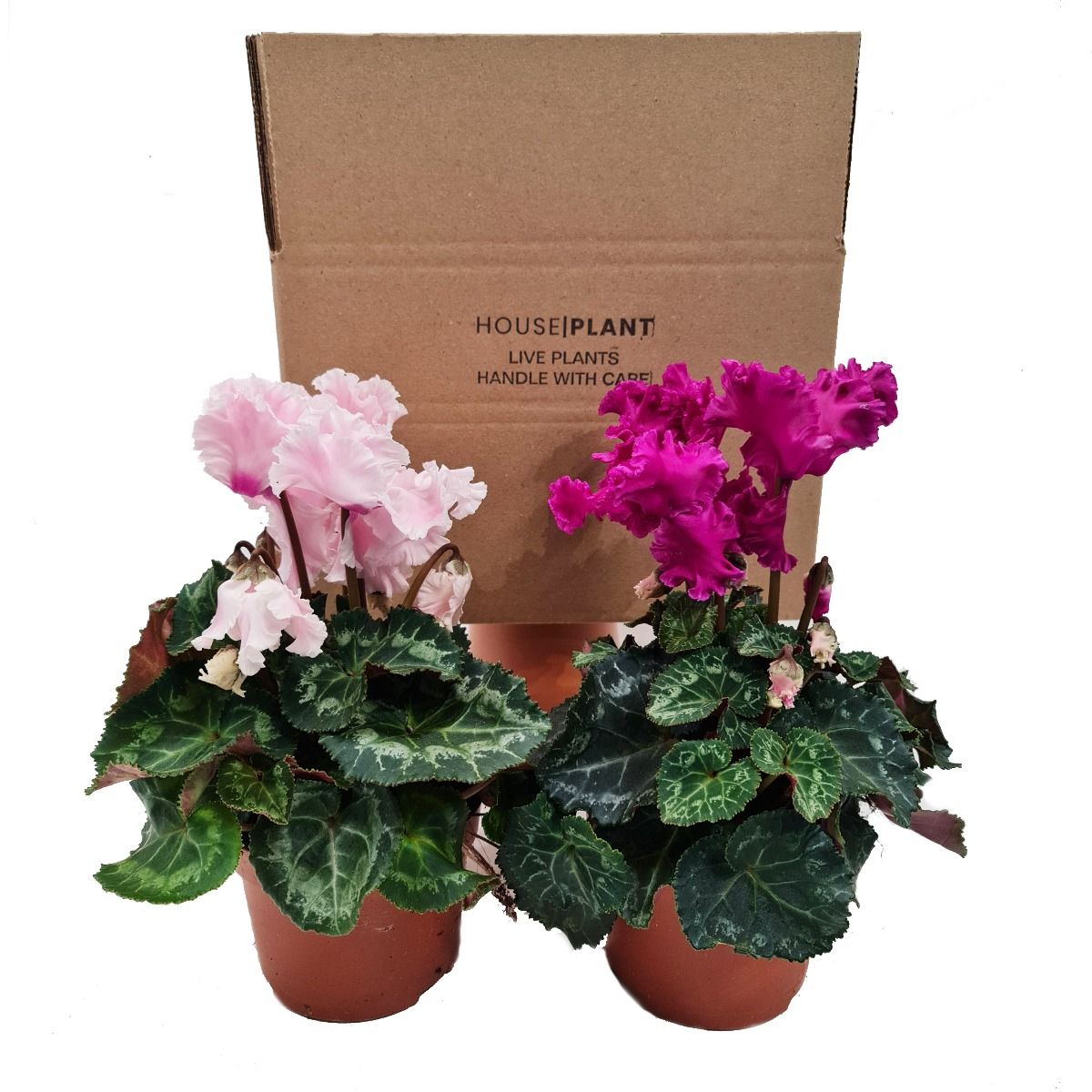 Cyclamen | Mystery Box