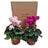 Mystery Plant Boxes