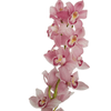 Pink Cymbidium Boat Orchid