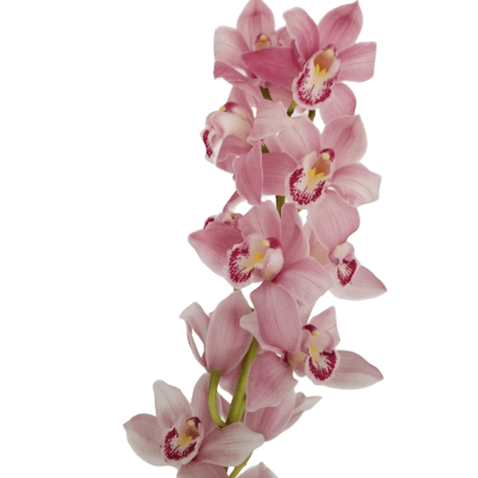 Cymbidium Orchid | Pink | 