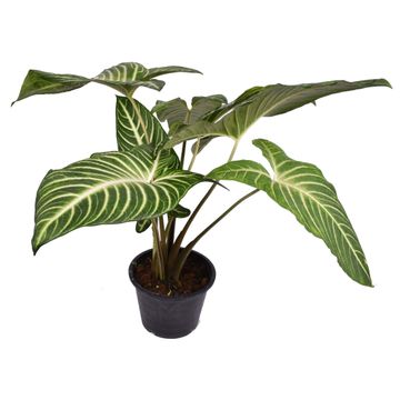 Caladium | Lindenii | Hard To Find