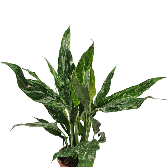 Peace Lily | Variegated Diamond | Potted Houseplants