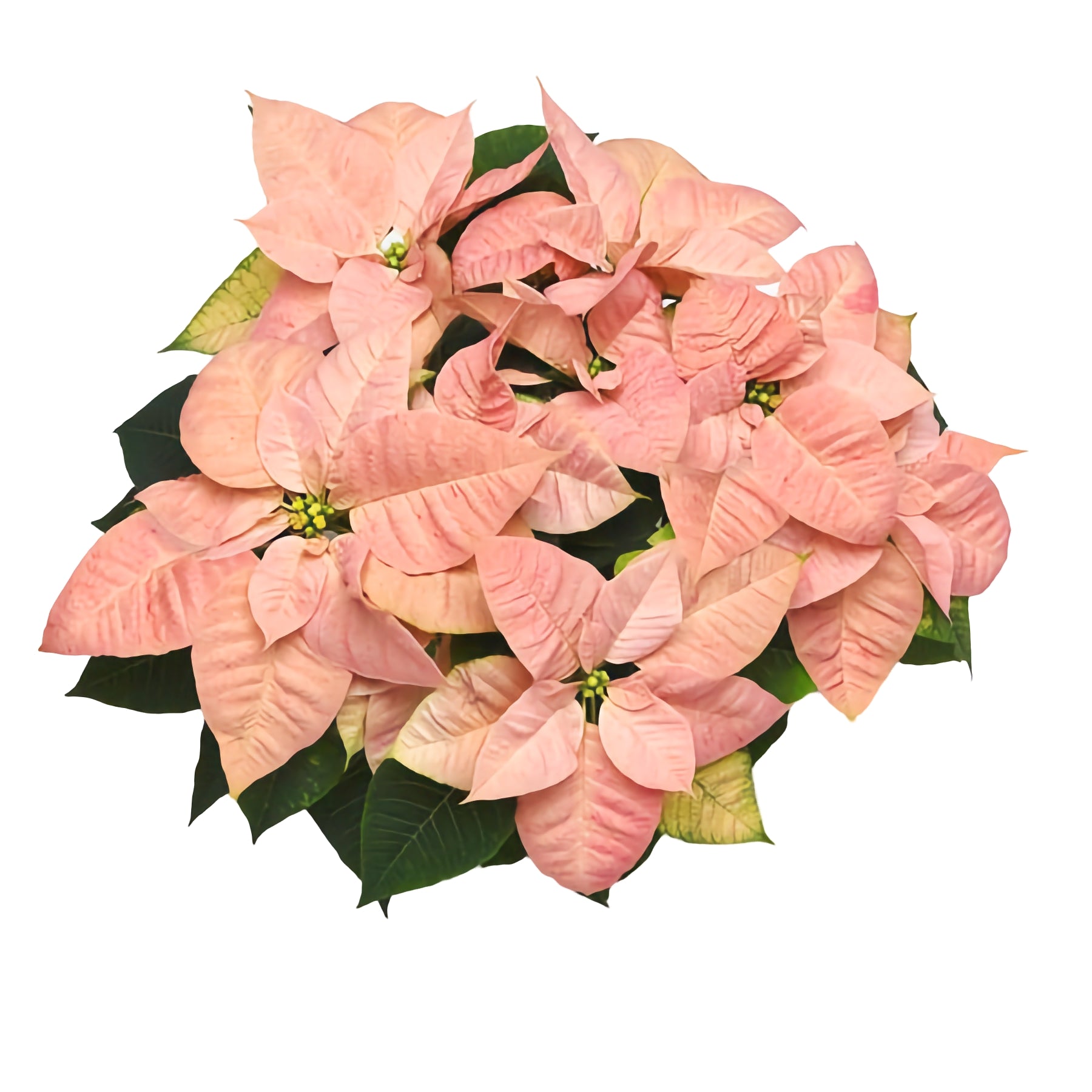 Poinsettia | Cinnamon