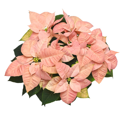 Poinsettia | Cinnamon