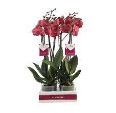 Phalaenopsis Orchid | Asian Coral