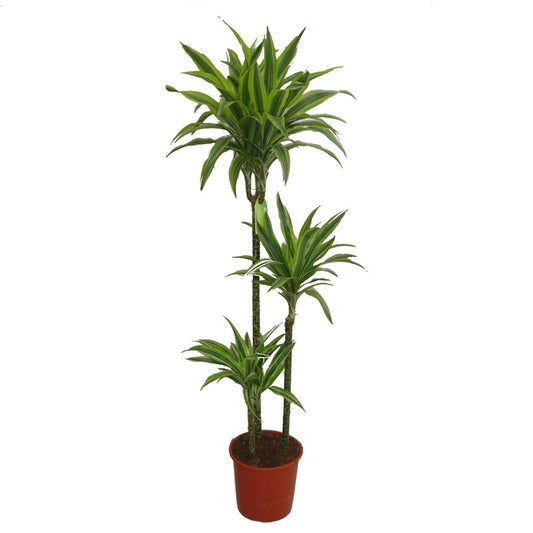 Dragon Tree | Lemon Lime | Variegated Plants