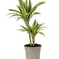 Dragon Tree | Lemon Lime