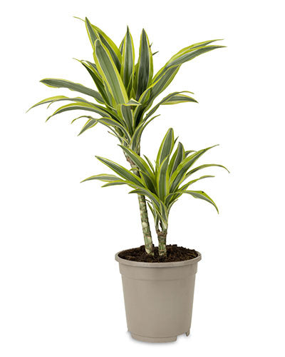 Dragon Tree | Lemon Lime