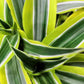 Dragon Tree | Lemon Lime