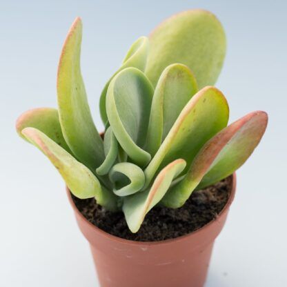 Lady Fingers | Oricula | Indoor Plants On Sale