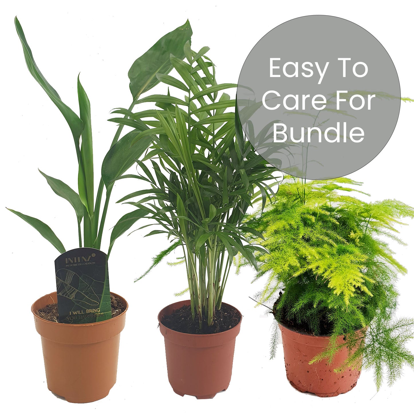 Easy House Plants | Plant Bundle