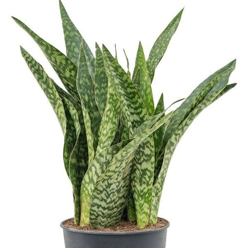 Snake Plant | Dragon | Rare Find | Potted Houseplants
