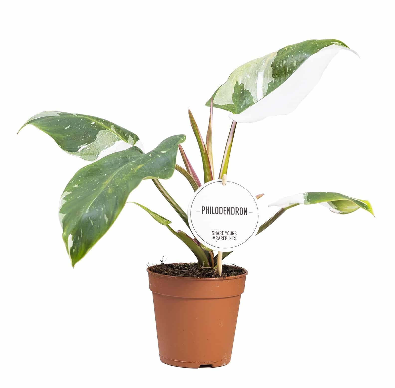 philodendron buy online uk White Princess Philo