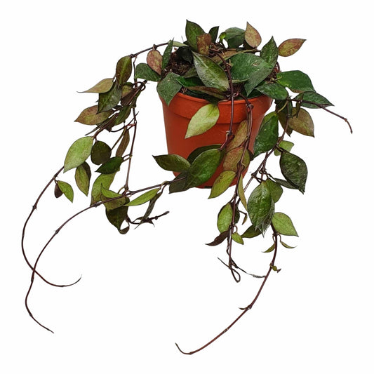 Wax Plant | Kroniana | Foliage Plants