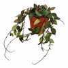 Wax Plant | Kroniana