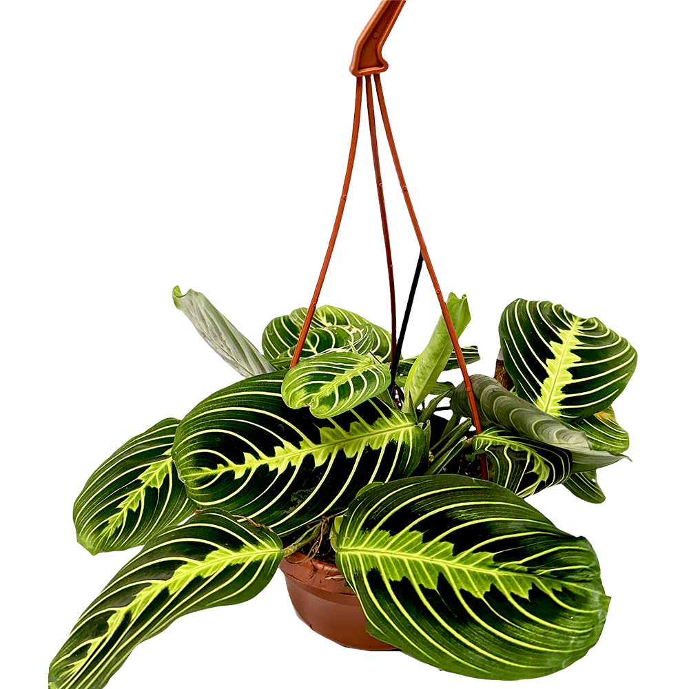 lemon lime prayer plant toxic Prayer Plant | Lemon Lime